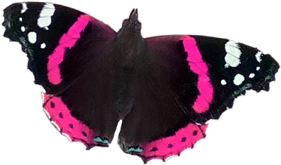pink hot hotpinkaesthetic butterfly cute pretty kawaii cutie mariposa hotpink aesthetic baddie softie black kuromi softgoth goth pastelgoth freetoedit