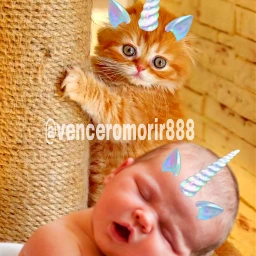 baby cat tendeeness cute freetoedit srcunicornhorn unicornhorn