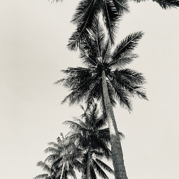palmtrees queensland fnq blackandwhite