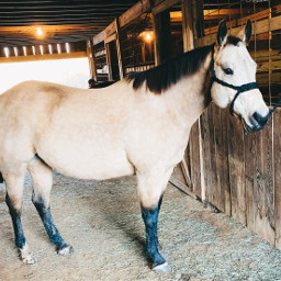 unomisshollywood horselove barn buckskin horse beautiful majestic quarterhorse noble magical cute