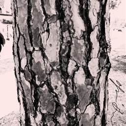 texture bark blackandwhite pink