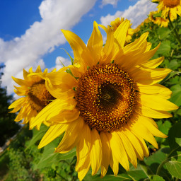 sunflower freetoedit