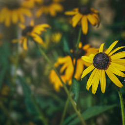 flower yellow amarillo garden pcobjectphotography objectphotography