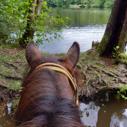 nature water swimming summer horse