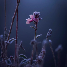 flower flowerphotography moody frosty nature macro naturelover nikon nikond5300 closeup blue purple local