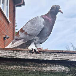 bird pigeon fence sky mygarden freetoedit