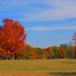 freetoedit nature tree fall fallaesthetic autumn autumnvibes fallleaves fallcolors park bluesky october