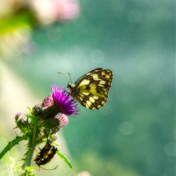 photography butterfly nature bokeh closeup summer colorful beautiful naturephotography life freetoedit