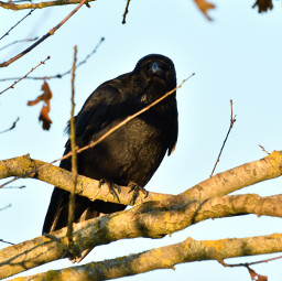 bird blackbird oiseau wildlife corvids corvidé corvidae photography corvidsofinstagram animal crow wild wildphotography beauty freetoedit local