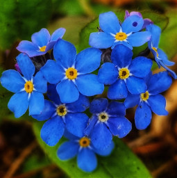 blueflower forget-me-not myphotography forget