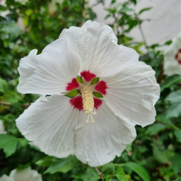 flower white beautiful pcwhiteisee whiteisee