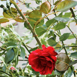 flowers rose roses july freetoedit