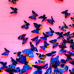 butterfly butterflies wall butterflyaesthetic cute