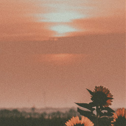 freetoedit aesthetic vsco sunflower