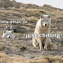 freetoedit wolf sneakattack aww playing sneaky attack ohno arcticwolf sittingwolf chilling lol wolves arcticwolves