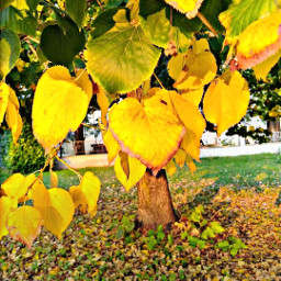 autunn autumncolors lefogliechevedo spettacolodellanatura inmezzoallanatura freetoedit