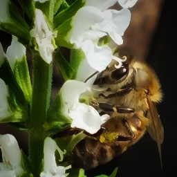 naturephotography whiteflower bee