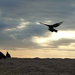 freefly freeflying volandolibre pigeons palomas free libres fly volando aves amanecer cloudy sunrise nublado animals beach playa
