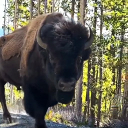 explore recent buffalo buffalos bison bisonbuffalo wildlife wildlifephotography photography scenery views life animals nature wildanimals nativeamerican scene scenes outdoorsphotography