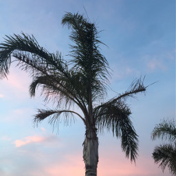 freetoedit nature beauty tropical summer beach palm palmtree pink black shadow blue sky clouds pcskyphotography skyphotography