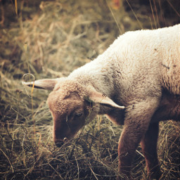 freetoedit photography sheep cute local