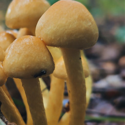 mushroom myforest freetoedit