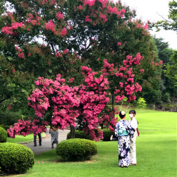 summer park japan blossom flower nature kimono