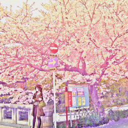 freetoedit madewithpicsart remixit anime animestyle girl alone loneliness sakura trees cherryblossom streets busstop flowers japan
