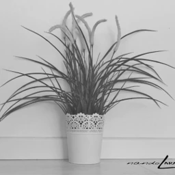 planta blancoynegro b&n spain andalucia nandolara pcblackandwhitephotography blackandwhitephotography freetoedit b