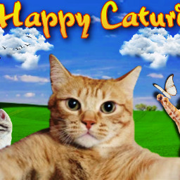 cat happycaturday freetoedit remixit freestickers picsart miamianon