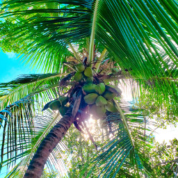 vacay traveltime tulum mexico beach palmtree coconuts travel destination green vibes myoriginalphoto freetoedit