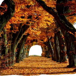 fall tunnel path woods freetoedit