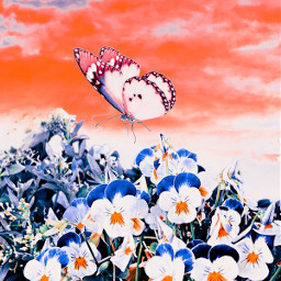 freetoedit butterfly wings fairy fairywings