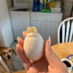 freetoedit egg doggo weird