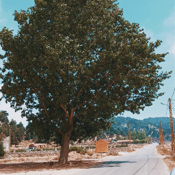 road outside afternoon outdoor sunnyday minihome longtree cloud cable sunshine bluesky tree leaves sparkle bright nature naturelover photograph liveurlife remixit freetoedit picsart lebanon