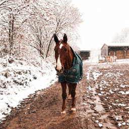 winter horses pferde horselove mylove edit pferdeliebe aesthetic festino freetoedit
