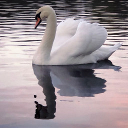 freetoedit iphonephotography phonephotography myphoto swan water pretty refelction pink white magical