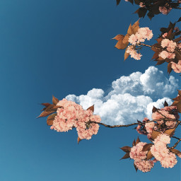 clouds bluesky tree shinee autumn autum freetoedit
