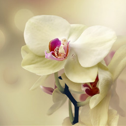flower orchid gentleness strong nature naturephotography beauty beautyinstrength winterwhite beige editedwithpicsart picsartapp freetoedit