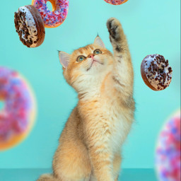 freetoedit animal cat cats donut donuts