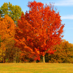freetoedit autumnvibes autumn october fallcolors fall trees orange red yellow green leaves nature outdoors park