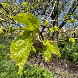 lime tree leaves garden spring park takingawalk