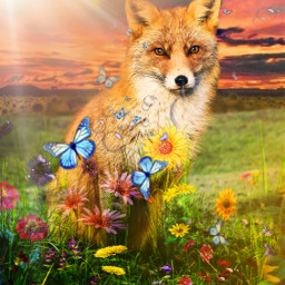 freetoedit fox nature flowers
