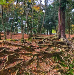  root tree autumn forest nara japan pcsurroundedbytrees