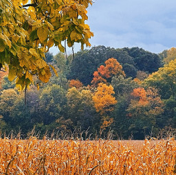 freetoedit trees fall cornfield sky corn fallseason orange red yellow