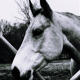 unomisshollywood holly mare buckskin horse blackandwhite film hay hayring