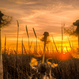 sunrise dandelion myphoto mypic groundlevel freetoedit