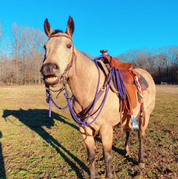 unomisshollywood horse vin1 cute smile awwww western saddle buckskin mare pretty mecate