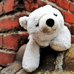 teddybear wall bricks stuffedanimal photography picoftheday myphoto freetoedit