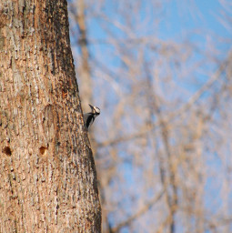 photography_philipp freetoedit picsart fotoedit follow woodpecker bird wood beautiful wonderful nice spring summer photography nikon photo 300mm philipp